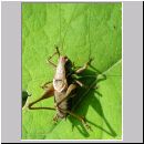 Pholidoptera griseoaptera - Strauchschrecke m03.jpg